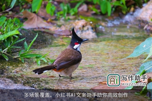 多场景覆盖,小红书AI文案助手助你高效创作 多场景覆盖,小红书AI文案助手助你高效创作