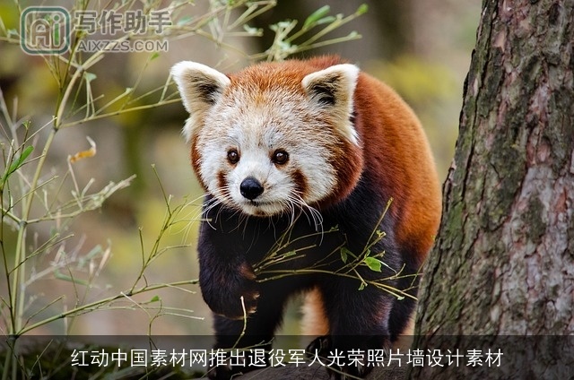 红动中国素材网推出××××光荣照片墙设计素材 红动中国素材网推出××××光荣照片墙设计素材