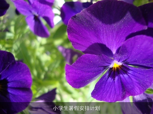 小学生暑假安排计划 小学生暑假安排计划