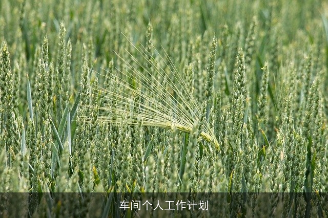 车间个人工作计划 车间个人工作计划