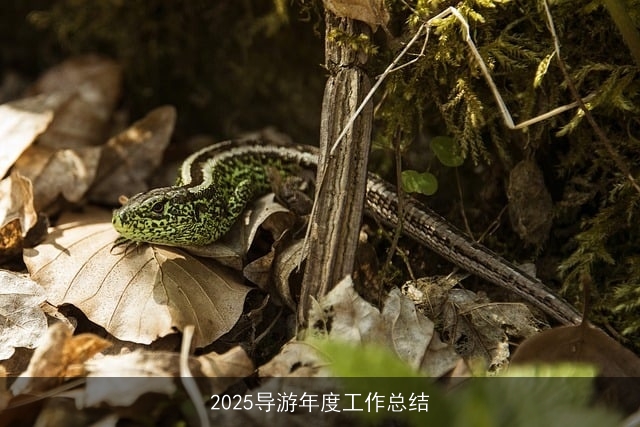2025导游年度工作总结 2025导游年度工作总结