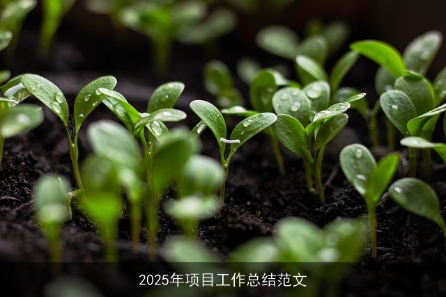 2025年项目工作总结范文 2025年项目工作总结范文