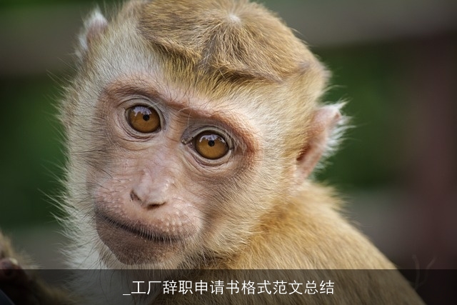 _工厂辞职申请书格式范文总结 _工厂辞职申请书格式范文总结