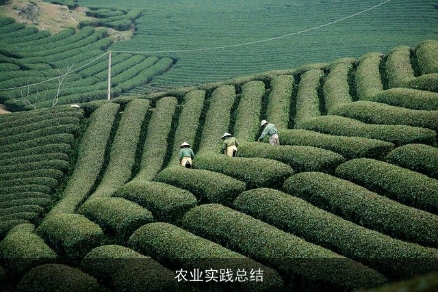 农业实践总结 农业实践总结