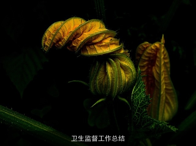 卫生监督工作总结 卫生监督工作总结