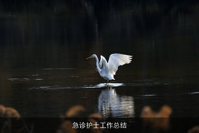 急诊护士工作总结 急诊护士工作总结