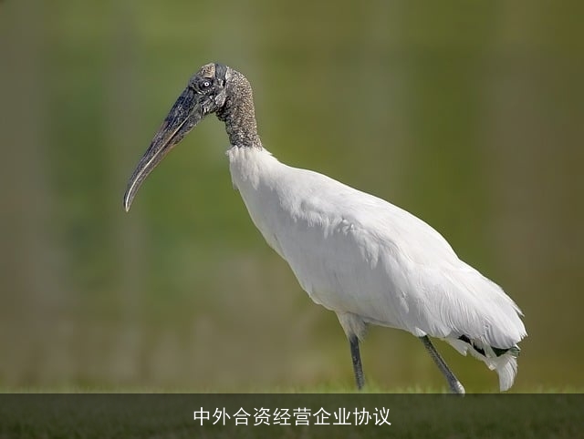 中外合资经营企业协议 中外合资经营企业协议