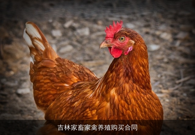 吉林家畜家禽养殖购买合同 吉林家畜家禽养殖购买合同