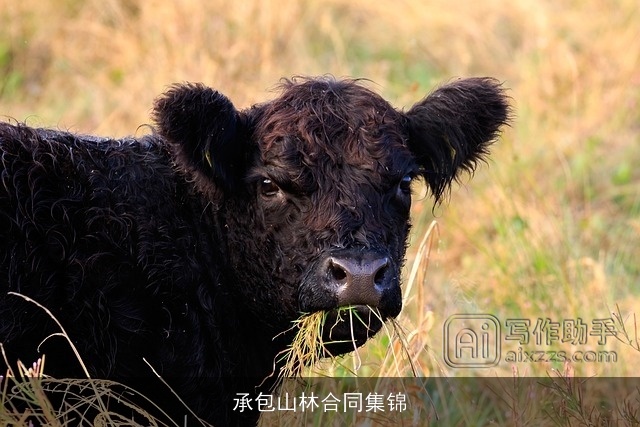 承包山林合同集锦 承包山林合同集锦