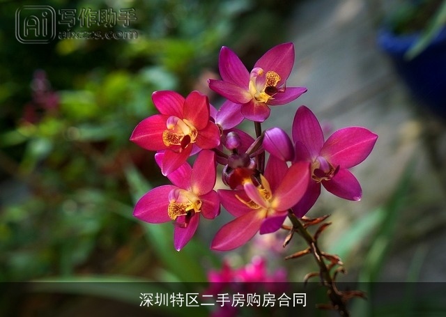 深圳特区二手房购房合同 深圳特区二手房购房合同