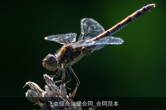 飞虫综合治理合同_合同范本 飞虫综合治理合同_合同范本