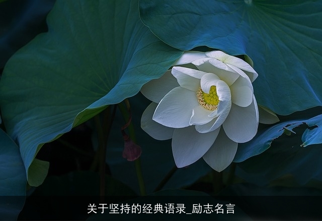 关于坚持的经典语录_励志名言 关于坚持的经典语录_励志名言