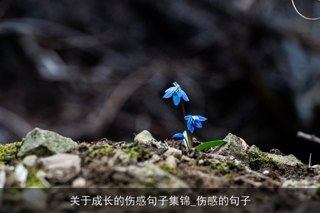 关于成长的伤感句子集锦_伤感的句子 关于成长的伤感句子集锦_伤感的句子