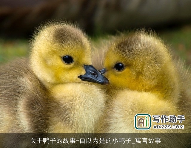 关于鸭子的故事-自以为是的小鸭子_寓言故事 关于鸭子的故事-自以为是的小鸭子_寓言故事