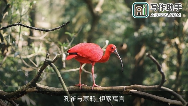 孔雀与寒鸦_伊索寓言 孔雀与寒鸦_伊索寓言