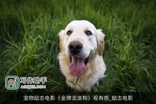 宠物励志电影《金牌流浪狗》观有感_励志电影 宠物励志电影《金牌流浪狗》观有感_励志电影