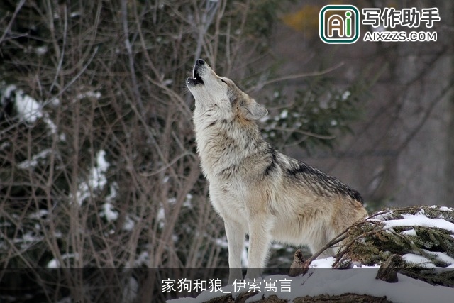 家狗和狼_伊索寓言 家狗和狼_伊索寓言