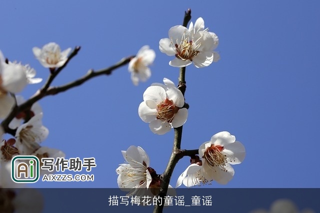 描写梅花的童谣_童谣 描写梅花的童谣_童谣
