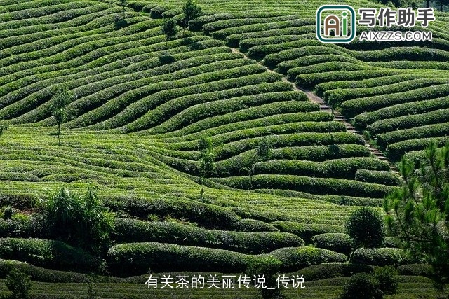 有关茶的美丽传说_传说 有关茶的美丽传说_传说