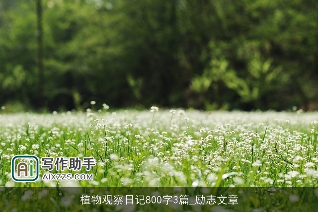 植物观察日记800字3篇_励志文章 植物观察日记800字3篇_励志文章