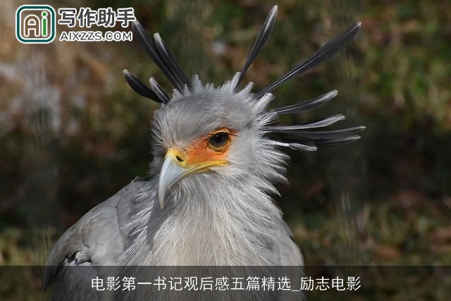 电影第一书记观后感五篇精选_励志电影 电影第一书记观后感五篇精选_励志电影