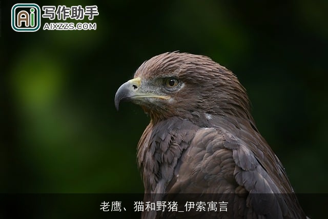 老鹰、猫和野猪_伊索寓言 老鹰、猫和野猪_伊索寓言