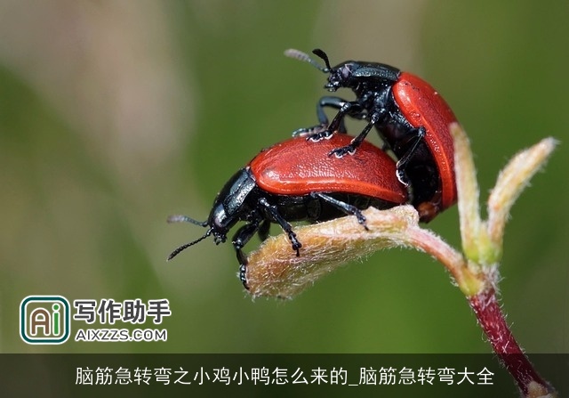 脑筋急转弯之小鸡小鸭怎么来的_脑筋急转弯大全 脑筋急转弯之小鸡小鸭怎么来的_脑筋急转弯大全