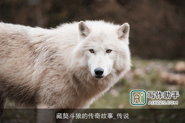 藏獒斗狼的传奇故事_传说 藏獒斗狼的传奇故事_传说