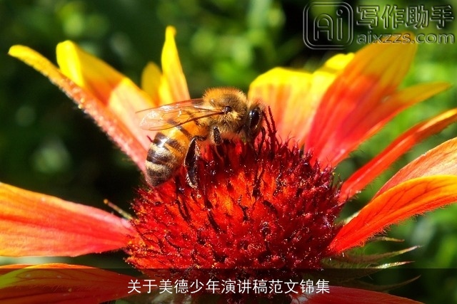 关于美德少年演讲稿范文锦集 关于美德少年演讲稿范文锦集