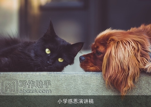 小学感恩演讲稿 小学感恩演讲稿