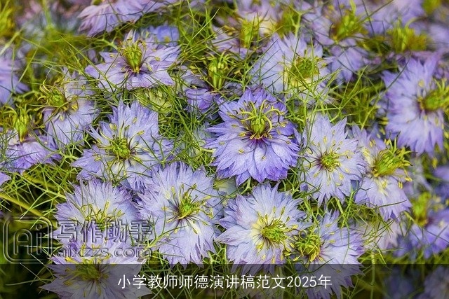 小学教师师德演讲稿范文2025年 小学教师师德演讲稿范文2025年