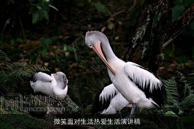 微笑面对生活热爱生活演讲稿 微笑面对生活热爱生活演讲稿