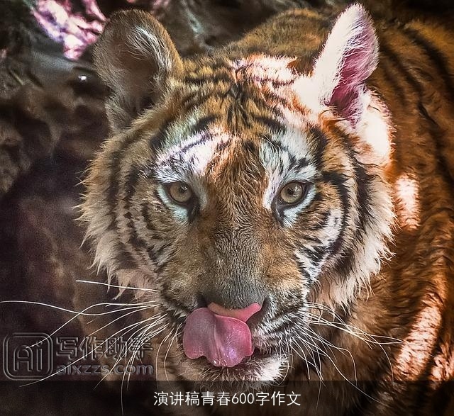 演讲稿青春600字作文 演讲稿青春600字作文