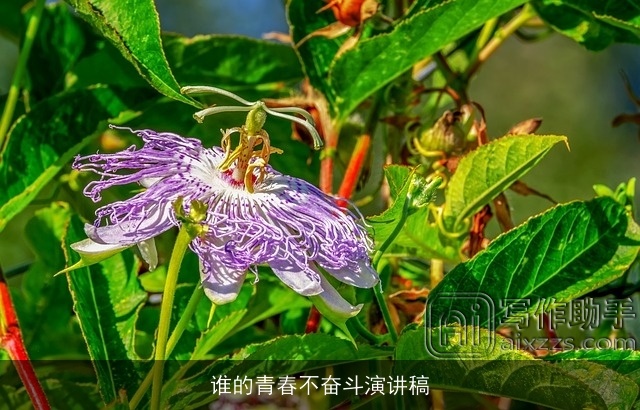 谁的青春不奋斗演讲稿 谁的青春不奋斗演讲稿