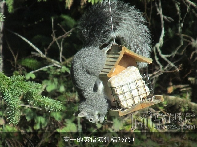 高一的英语演讲稿3分钟 高一的英语演讲稿3分钟