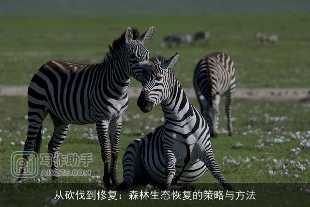 从砍伐到修复：森林生态恢复的策略与方法