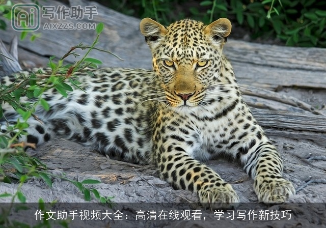 作文助手视频大全：高清在线观看，学习写作新技巧