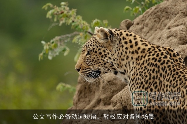 公文写作必备动词短语，轻松应对各种场景