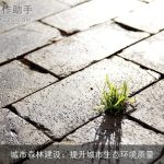 城市森林建设：提升城市生态环境质量