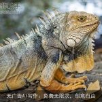 无广告AI写作：免费无限次，创意自由