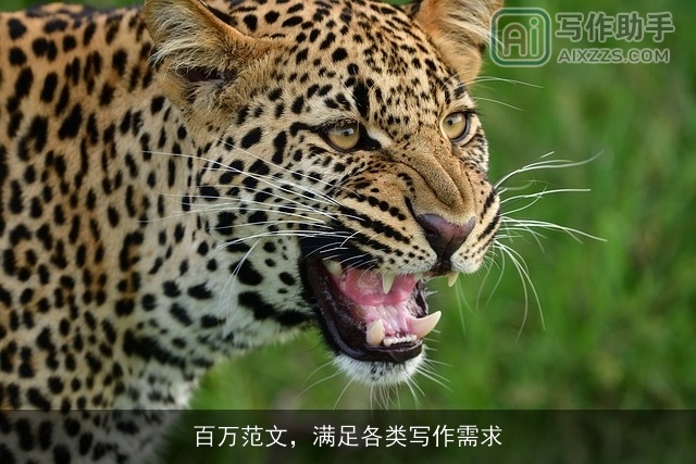 百万范文，满足各类写作需求