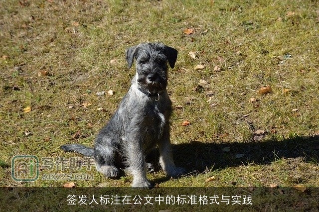 签发人标注在公文中的标准格式与实践