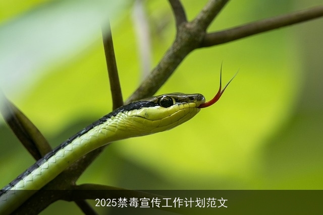 2025禁毒宣传工作计划范文