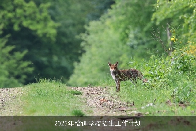 2025年培训学校招生工作计划