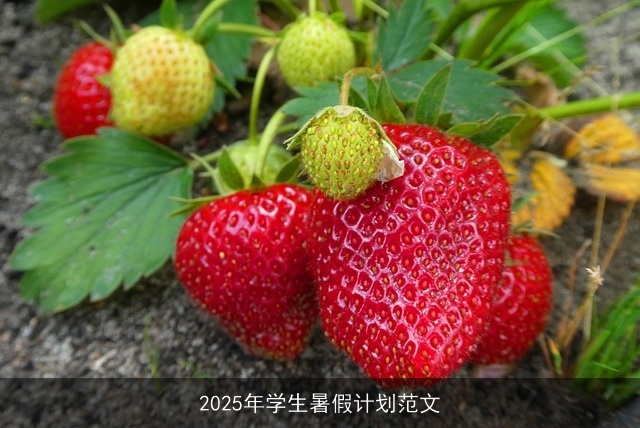 2025年学生暑假计划范文