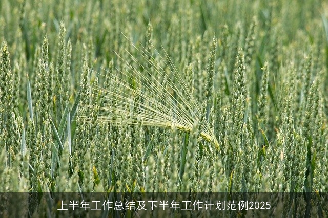 上半年工作总结及下半年工作计划范例2025