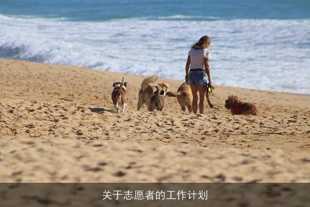 关于志愿者的工作计划