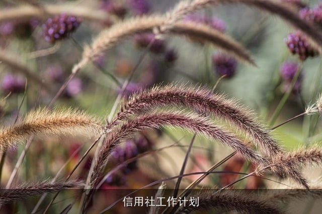 信用社工作计划