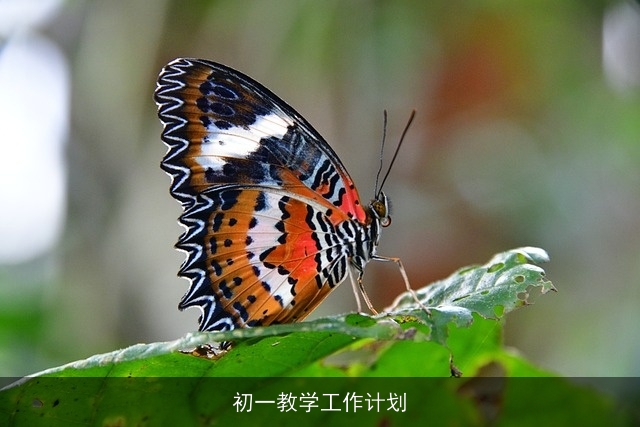 初一教学工作计划