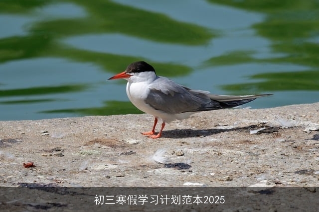 初三寒假学习计划范本2025